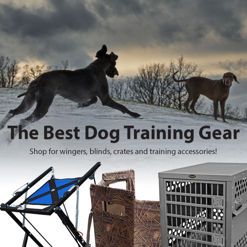 Sport deals dog gear