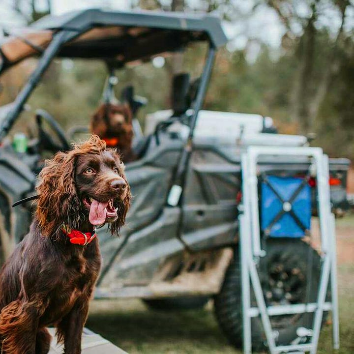 Training Collars Plus